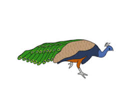 Peacock pencil drawing with color peacock drawing | best images collections hd for gadget windows. 50 Best Peacock Drawings Realistic Easy Simple Color