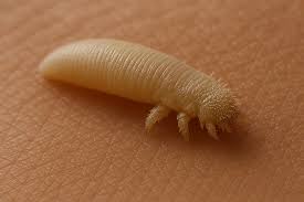 Image result for Demodex folliculorum