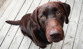 Kitchen, bed, and bath essentials at wow worthy prices. Labrador Retriever