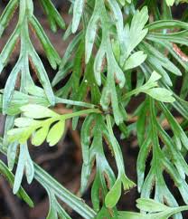 Image result for Asplenium emarginatum