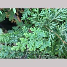 Image result for Selaginella tenerrima