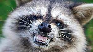 Accidental ingestion of roundworm eggs can cause serious disease in humans. Belmar Resident Bitten By Raccoon In Backyard Receives Rabies Treatment Abc7 New York