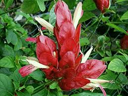 Hummingbirds are primarily attracted to long tubular flowers that are red, but are frequently seen visiting flowers that are orange, yellow, purple, or even blue, giving you plenty to choose ignored by deer and rabbits, yet a favorite of hummingbirds and butterflies. Shrimp Red Heirloom Shade Garden Live Plant Justicia Unusual Flower Attracts Butterflies Hummingbirds Starter Size 4 Inch Pot Emeralds Tm Emerald Goddess Gardens