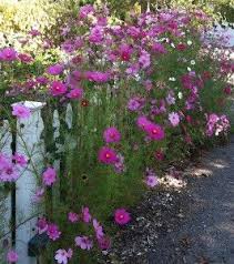 Cheap Gardening Beautiful Flowers Don T Have To Cost A Fortune I Love Cosmos Cosmos Flowers Flower Garden Beautiful Flowers