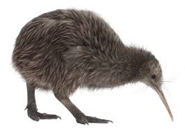 Kiwi Emu Birds That Cannot Fly Pin By Nataliya Trachynska On Critters Kiwi Bird Bird Bird Photography