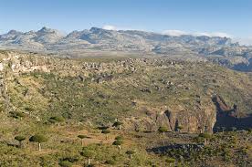 Image result for Microcharis angolensis