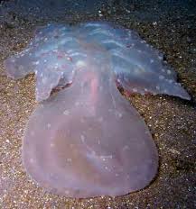 Image result for Melinis subglabra