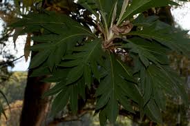 Image result for Bocconia arborea