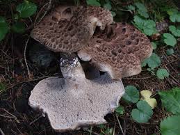 This is a good mushroom for beginners as nothing looks quite like it and its easy to distingish. Hawk Wing Hedgehog Mushrooms Of The Yakutat Ranger District Tongass National Forest Inaturalist