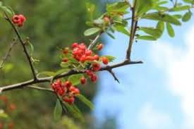 Image result for Pycnosphaera buchananii