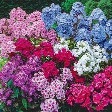 Pin On Gardening For The Fall