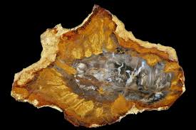 Image result for Parkeriaceae