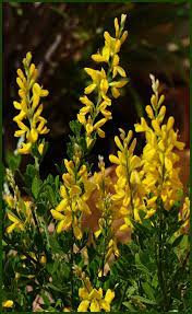 Pin On Flores De Colores