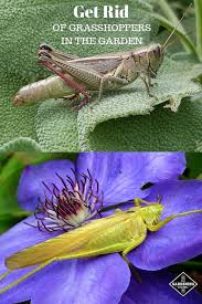 Maybe you would like to learn more about one of these? How To Get Rid Of Grasshoppers In The Garden Gardening Channel