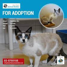 Abu Dhabi Animal Shelter Animal Shelter Cat Adoption Pets