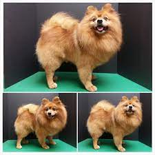 Pin By Grooming By Kristen On Dog Grooming By Kristen Pomeranian Haircut Pomeranian Dog Dog Grooming