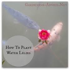 For visual appeal, plant lilies in groups of 3 to 5 bulbs. Planting Water Lilies How To Plant Water Lilies For Ponds