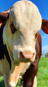 Black And White Cow Breeds Australia Pin By Jeremy Batezat On Australian 2 Cattle Breeds Cattle Ranching Bull Riding Cattle Farming