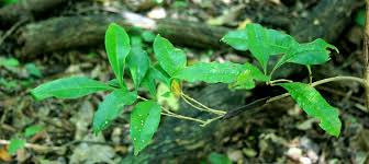 Image result for Grevea