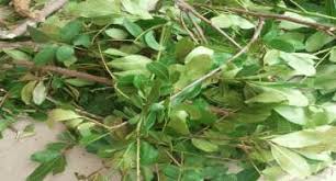 Image result for Zanthoxylum delagoense