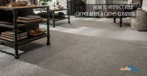 whole house carpet cleaning