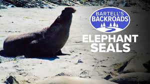 We did not find results for: Ano Nuevo State Park Home To The Mating Calls Of Elephant Seals Abc10 Com