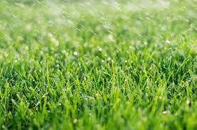 I aerated, seeded and fertilized my fescue lawn two days ago it has rained about 7 inches since (atlanta area). 6 Tips To Protect Your Property S Lawn From Heavy Rain