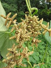 Image result for Dioscorea dumetorum