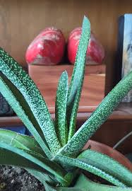 Image result for Ixora mildbraedii