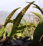 Image result for Pleopeltis  × simiana