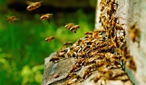 Check out our other texas pest. Pest Control Nonprofit Seguin Tx