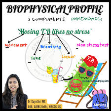 Image result for Biophysical Profile