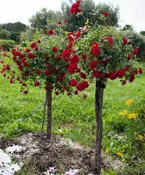 Perfect for use at the front of borders, or plant to spread gently over a rock wall or along garden pathways. Red Drift Rose Red Drift Rose Drift Roses Raised Garden Beds