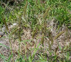 Image result for Cenchrus riparius