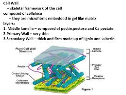 Maybe you would like to learn more about one of these? What Cell Composed Of Cellulose