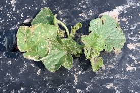 Image result for thrips damage on cucumber