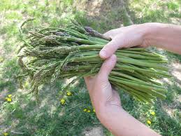 We did not find results for: Asparagus Legend Made Real Wild Food Girl