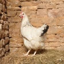 Acheter Une Poule Pondeuse Une Poule Naine Ou D Ornement Farmili Poule Pondeuse Poule Naine Poule Blanche