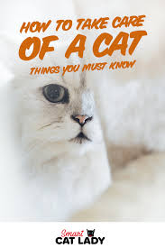 How To Take Care Of A Cat The 5 Things You Must Know Cats Cat Parenting Cat Facts
