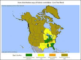 Image result for Scleria distans