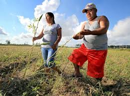 Huracán Irma: trabajadores agrícolas de Florida se han quedado sin el  sustento