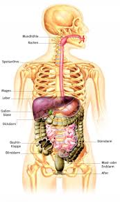 Die gallenblase ist gewissermaßen ein überbleibsel aus der vorzeit: Galle Anatomie Aus Dem Lexikon Wissen De