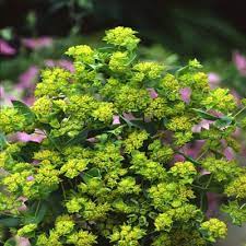Pin On Cutting Garden