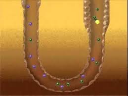 Pin On Kidneys