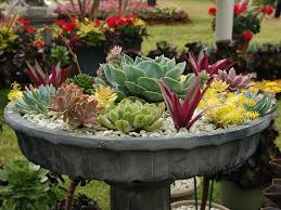 Many succulent varieties also produce attractive flowers in. Potted Succulent Gardens World Of Succulents