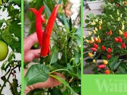 Jika ingin menanam dalam pasu atau polibeg, guna campuran tanah atas ( top soil ) atau tanah merah, sekam bakar, kompos atau sabut kelapa hancur yang boleh dibeli. Manfaatkan Masa Anda Di Rumah Tanam Pokok Dalam Pasu Kurangkan Belanja Dapur