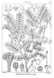 Image result for Jasminum breviflorum