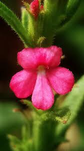 Image result for Striga asiatica