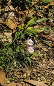 Image result for Brachycome