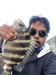 Have you caught sheepshead with fish bites?